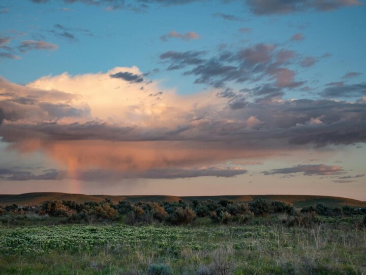 Prairie des Filtres